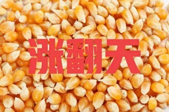 玉米涨顺拐，今日最新农敢网国内玉米价格