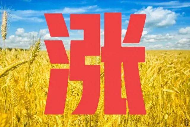 中储粮再次发力，小麦终抬头，今日最新国内农敢网小麦价格
