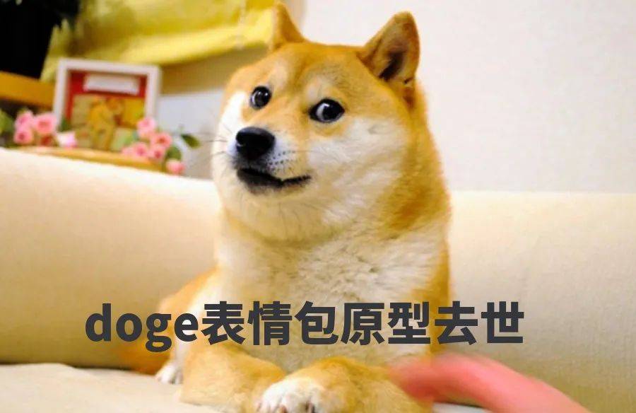 红遍全球的狗狗表情包原型去世！爆红14年，连马斯克都是它的迷弟...