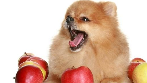什么是狗狗的有机食物？应该给狗狗喂什么食物才是最好的？