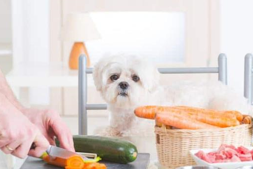 什么是狗狗的有机食物？应该给狗狗喂什么食物才是最好的？