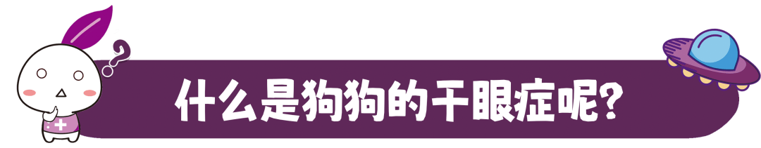 狗狗干眼症只是“没眼泪”？不重视甚至会有失明风险！
