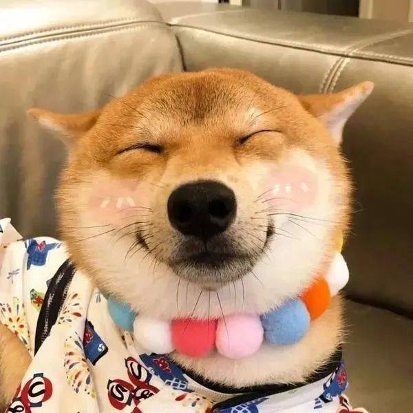 狗狗干眼症只是“没眼泪”？不重视甚至会有失明风险！