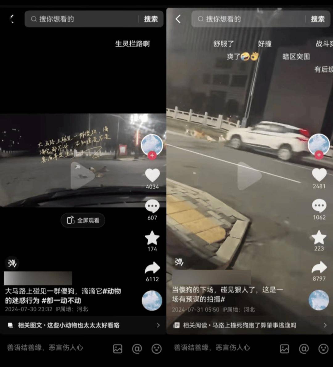一群无辜狗狗遭车辆撞击，呼吁社会关注动物保护！