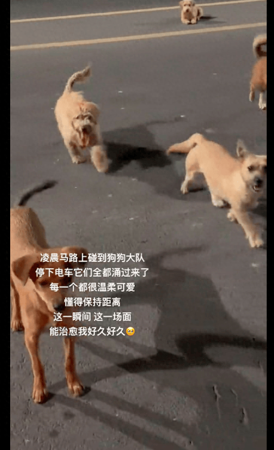 凌晨马路上一群狗狗大队，女生停车它们立马全涌过来，温柔又可爱