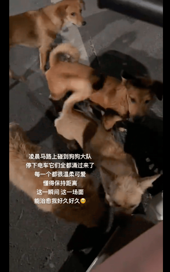 凌晨马路上一群狗狗大队，女生停车它们立马全涌过来，温柔又可爱