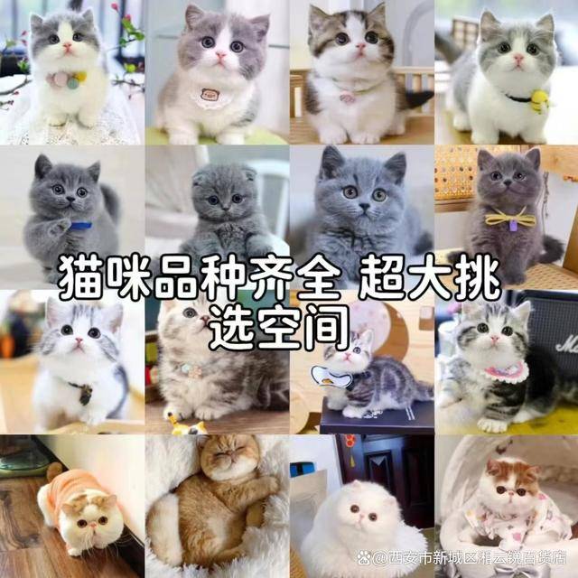 福州买狗狗去哪里 福州卖宠物在什么地方
