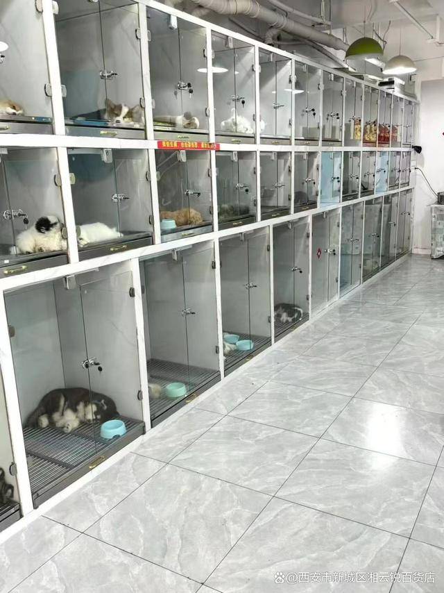 福州买狗狗去哪里 福州卖宠物在什么地方
